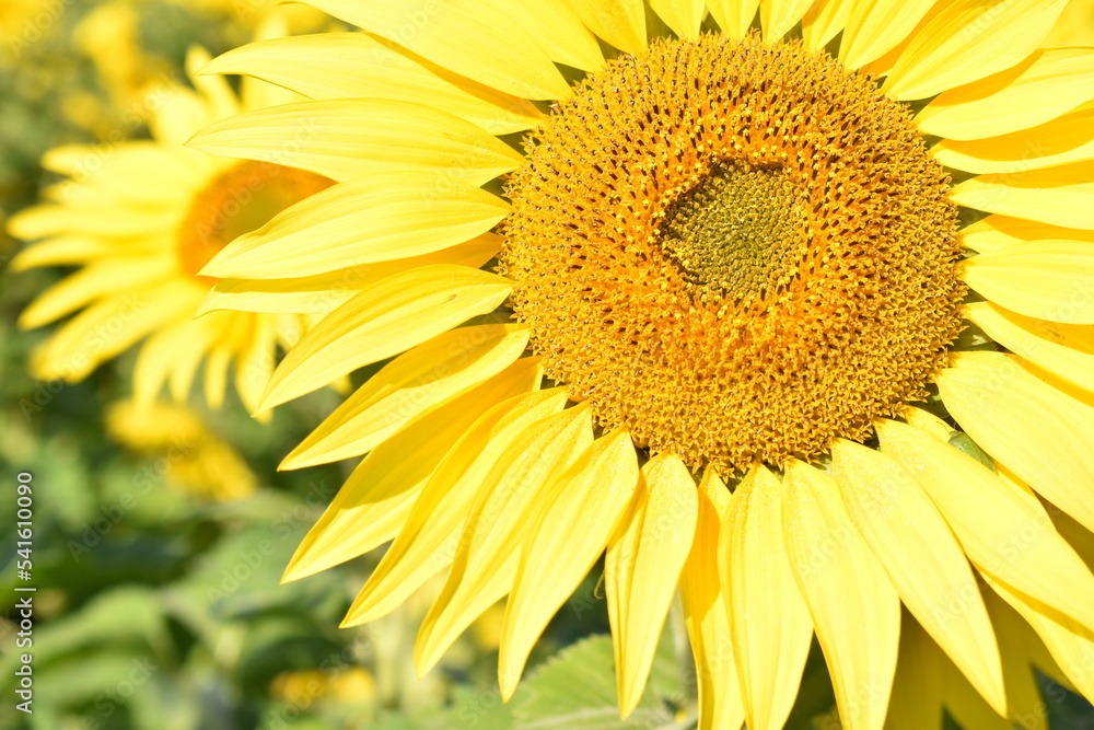 満開のひまわりと青空・Helianthus annuus・Sunflower・日輪草