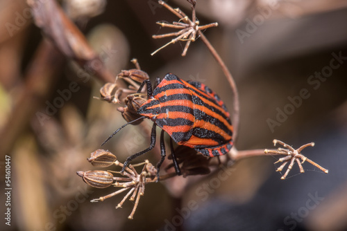 Graphosoma lineatum walking on a dead plant looking for food