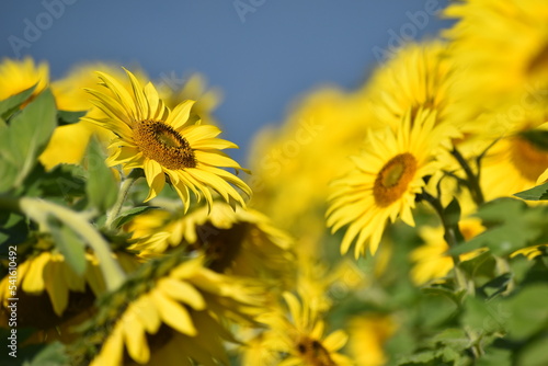                                  Helianthus annuus   Sunflower            