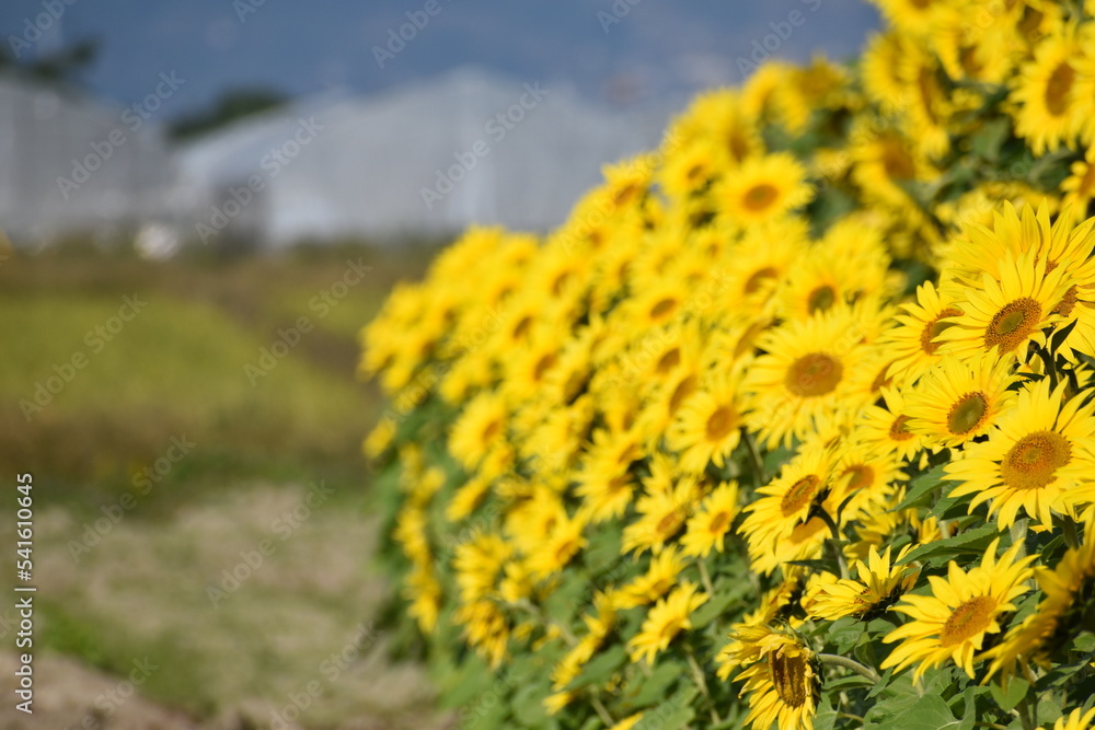 Obraz premium 満開のひまわりと青空・Helianthus annuus・Sunflower・日輪草