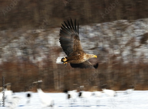 Shallow focus shot of a white-tailed eagle flying over snowy forest lands searching for a prey photo