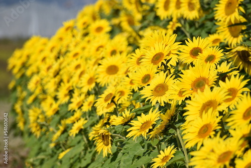 満開のひまわりと青空・Helianthus annuus・Sunflower・日輪草