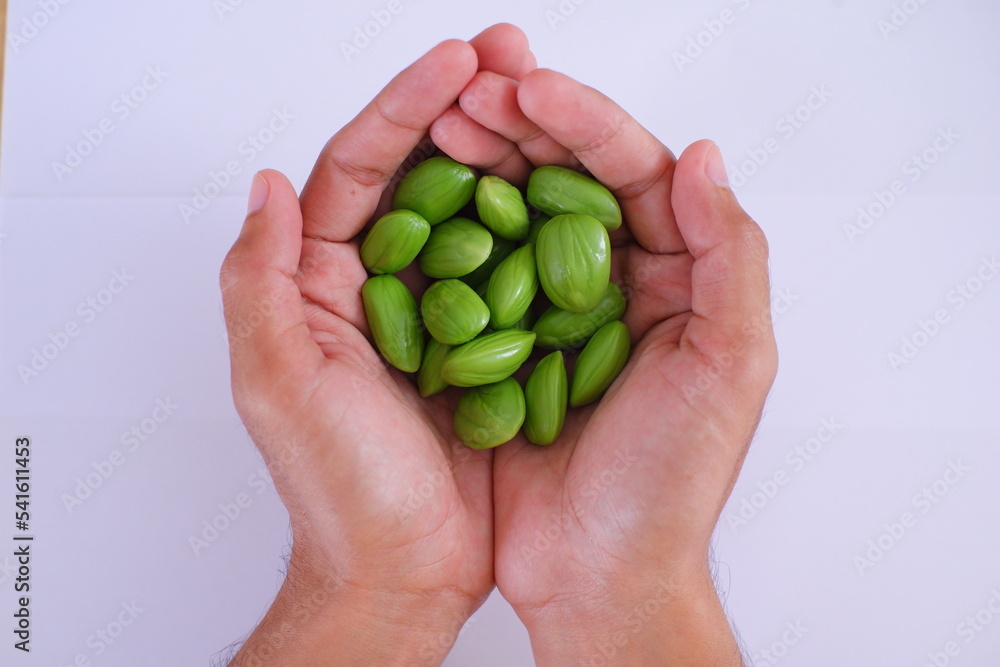 full hands of parkia or petai in Bahasa against whiute background full hands of parkia or petai in Bahasa against whiute background