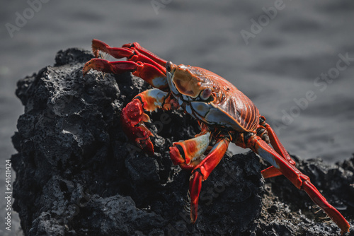 red crab on the rock; Galapagos animals