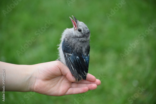hand holding a bird