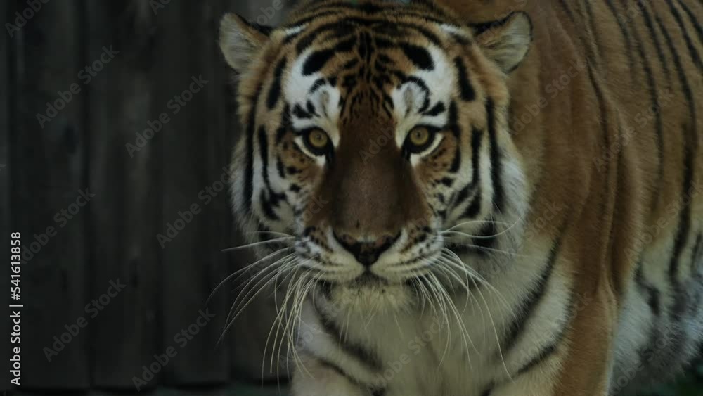 4k120 fps super slow motion video of big male Siberian tiger, panthera tigris altaica walking in forest, hunting in national park in morning sun rays, filmed on Nikon z9 high quality 8k camera 4k120 fps super slow motion video of big male Siberian tiger, panthera tigris altaica walking in forest, hunting in national park in morning sun rays, filmed on Nikon z9 high quality 8k camera