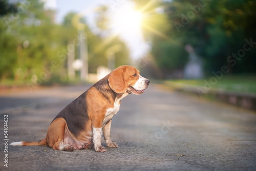 Portrait of an adorable beagle dog is sitting on the empty road.
