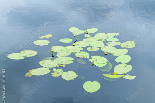 Blossoming Yellow water lily (jug) in water (Nuphar luteum) photo