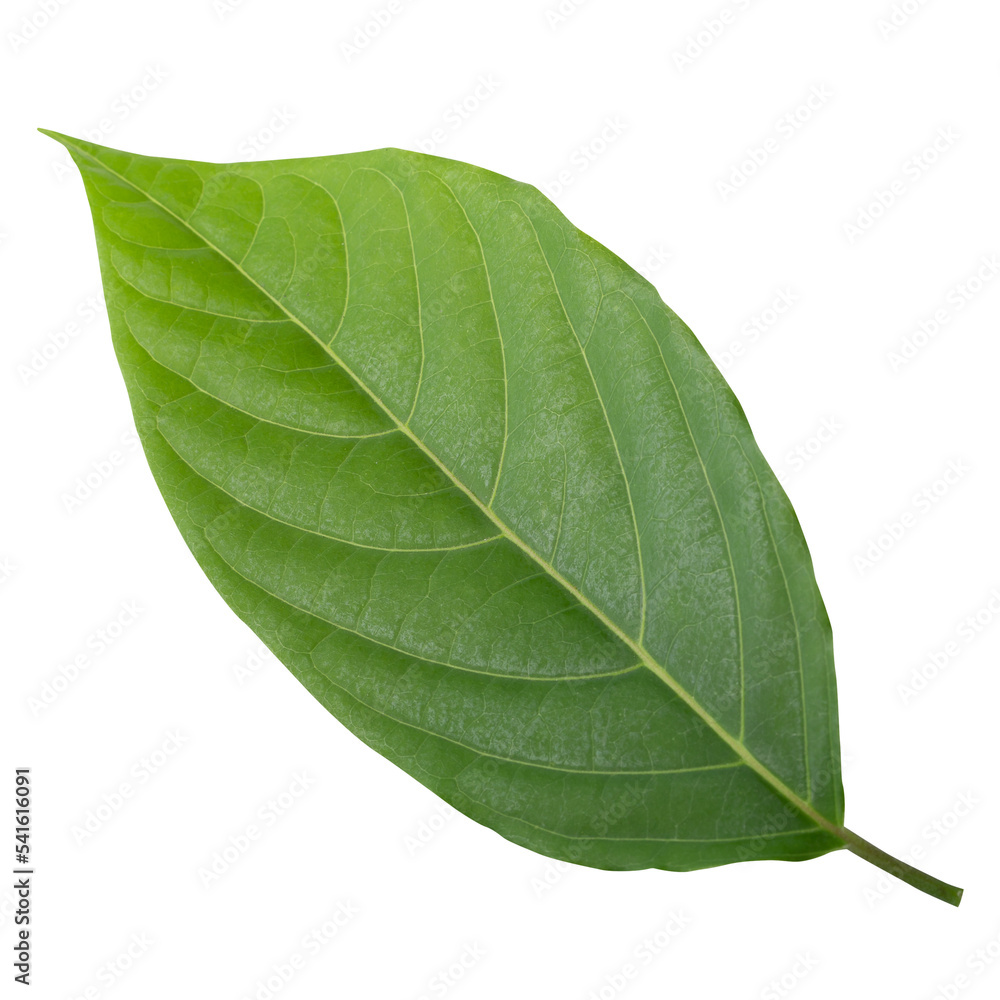 Obraz premium Small Green Leaves isolated on a transparent background