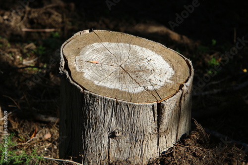 An old stump is a small part of a felled tree trunk.