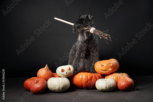 dog Kerry blue terrier holds a broom in his teeth. Halloween pet with pumpkins