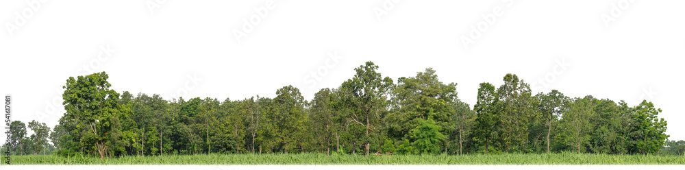 Green Trees isolated on white background. are Forest and foliage in summer for both printing and web pages with cut path and alpha channel