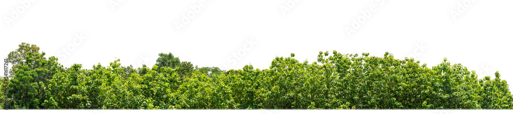 Green Trees isolated on white background. are Forest and foliage in summer for both printing and web pages with cut path and alpha channel Green Trees isolated on white background. are Forest and foliage in summer for both printing and web pages with cut path and alpha channel