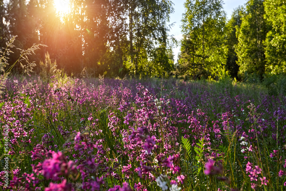 Naklejka premium Beautiful spring landscape with blooming purple flowers on meadow and sunrise. blurred scenery background of flowering wild flowers on field