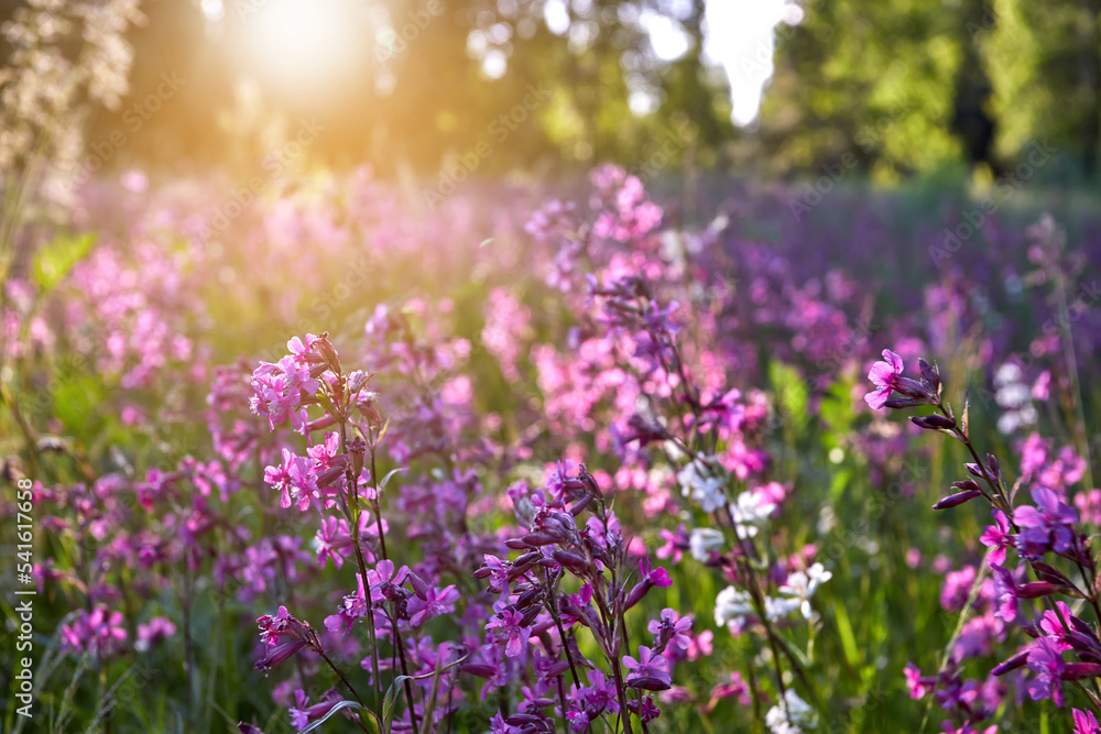 Beautiful spring landscape with blooming purple flowers on meadow and sunrise. blurred scenery background of flowering wild flowers on field