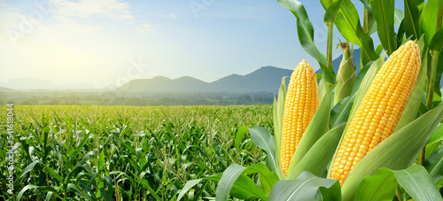 Print op canvas Corn cobs in corn plantation field.