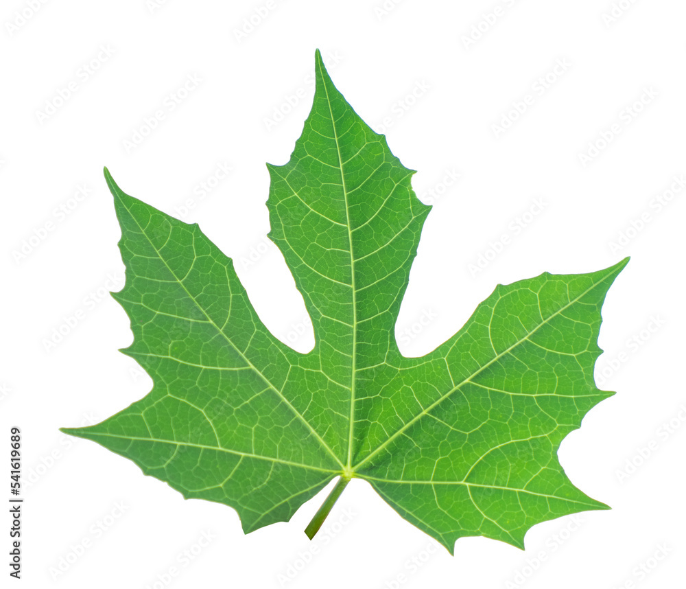 Fototapeta premium Leaf on White Backdrop