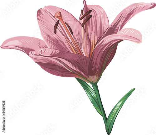 purple lily flower isolated on white background. green leaves, buds, purple flowers. realistic vector graphics.