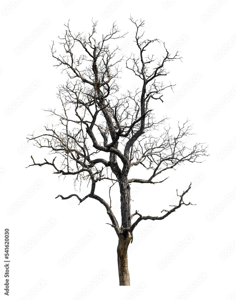 Fototapeta premium Dead tree that are isolated on a white background are suitable for both printing and web pages