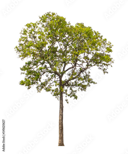 Tree that are isolated on a white background are suitable for both printing and web pages © Sarawut