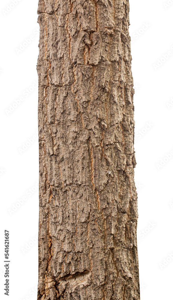 Fototapeta premium Trunk of a Tree Isolated On White Background