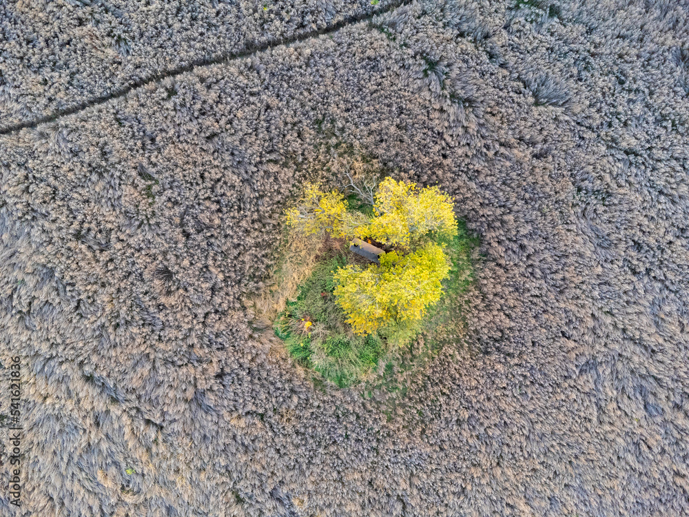 An aerial view of trees and a field of dried weeds. Nature from a bird's eye view.