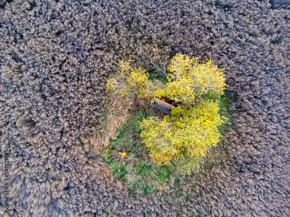 An aerial view of trees and a field of dried weeds. Nature from a bird's eye view.