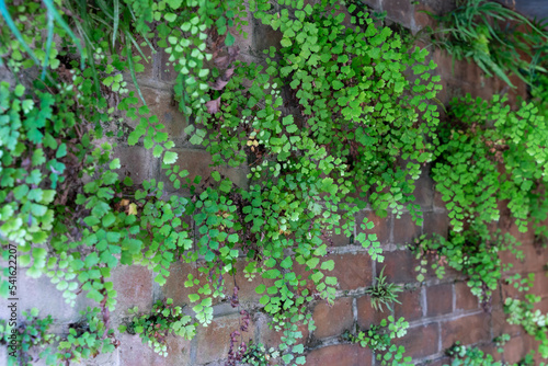 レンガの壁を覆う葉