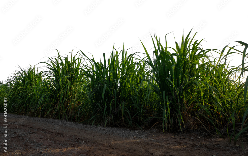 Sugar cane isolated on white background and cliping path Sugar cane isolated on white background and cliping path