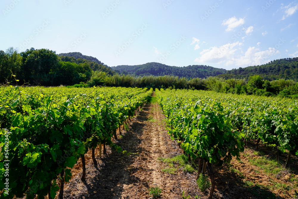 vine spraying of grapevine in medoc Bordeaux vineyard in france