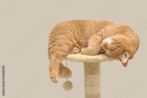 beautiful ginge red british shorthair male cat sleeps on a scraper.cat's age is two years. photo