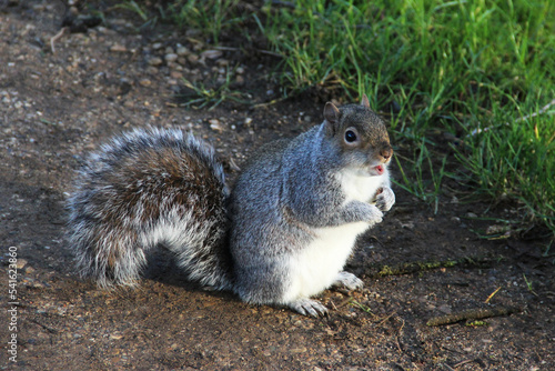 Eastern gray squirrel - Sciurus carolinensis - begging for food