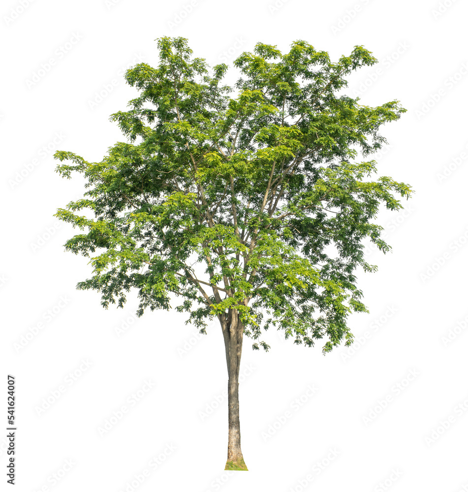 Tree that are isolated on a white background are suitable for both printing and web pages Tree that are isolated on a white background are suitable for both printing and web pages