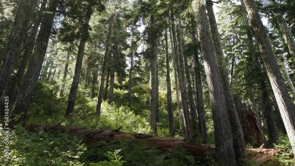 Slow Moving Shot Pushing Through a Subalpine Forest with Sunlight Beaming Slow Moving Shot Pushing Through a Subalpine Forest with Sunlight Beaming