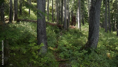 Wallpaper Mural Slow Push-in shot of a Subalpine Forest Trail Torontodigital.ca