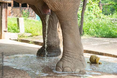 Canvas Print close - up of Elephant Urinating , Elephant taking pee.