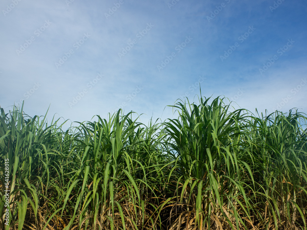 Sugarcane field at sunrise. Aerial view or top view of Sugarcane or agriculture in Thailand. Sugarcane field at sunrise. Aerial view or top view of Sugarcane or agriculture in Thailand.