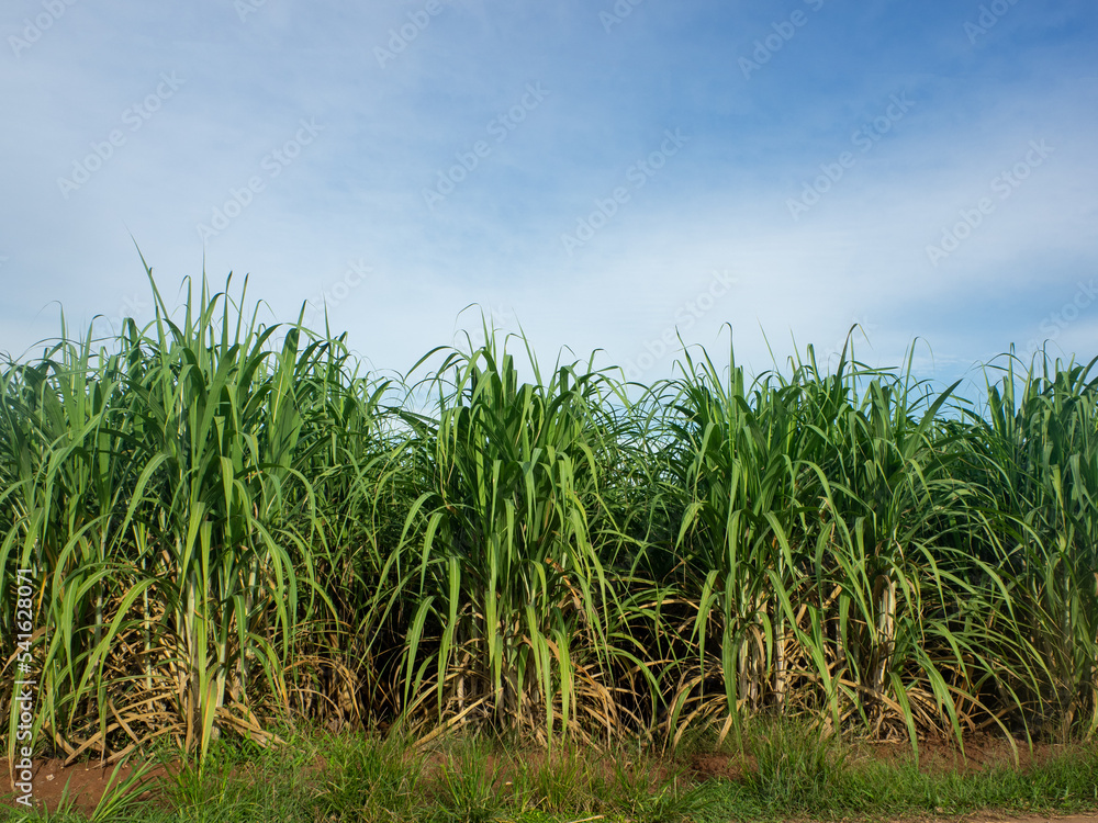Sugarcane field at sunrise. Aerial view or top view of Sugarcane or agriculture in Thailand. Sugarcane field at sunrise. Aerial view or top view of Sugarcane or agriculture in Thailand.