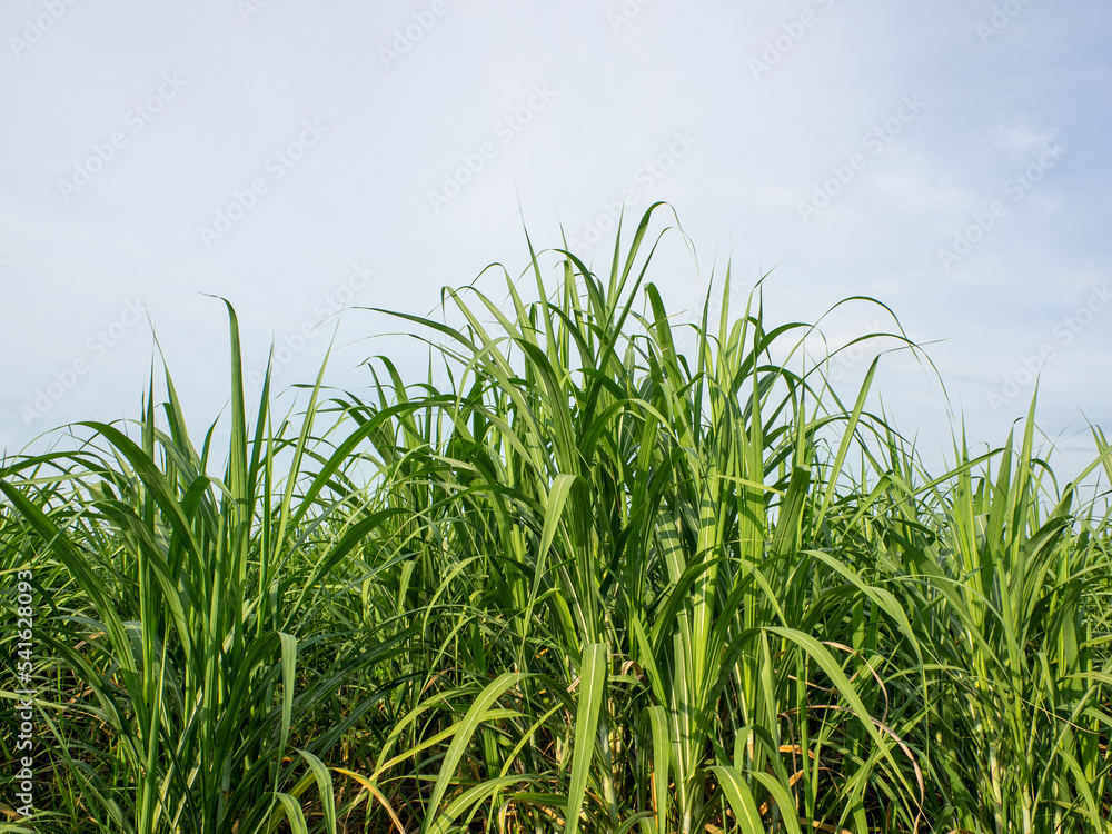 Sugarcane field at sunrise. Aerial view or top view of Sugarcane or agriculture in Thailand. Sugarcane field at sunrise. Aerial view or top view of Sugarcane or agriculture in Thailand.