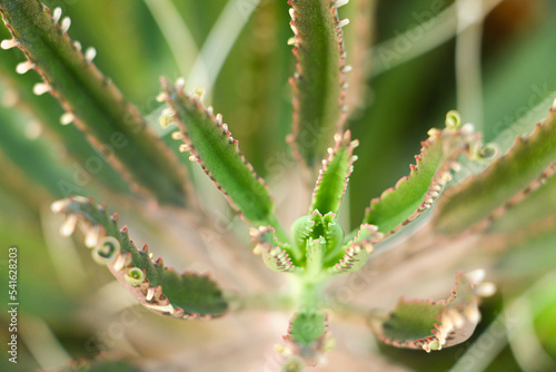 Short tooth aloe vera plant closeup 