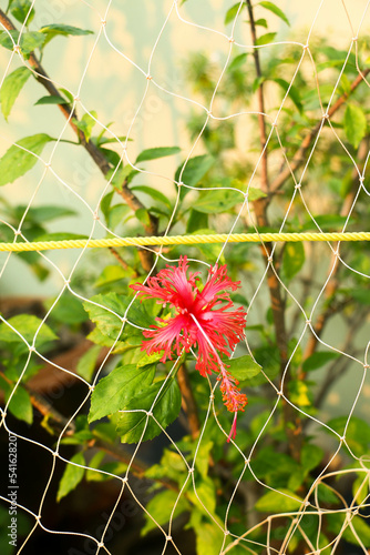 Red hibiscus rosa-Sinensis in a plant 

