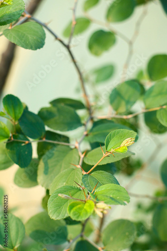 green leaves on a branch