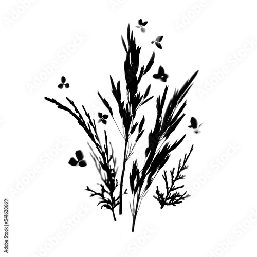 Isolated Silhouette of Wild Meadow Herbs and Flowers. Realistic PNG Illustration for Your Design © Briddy