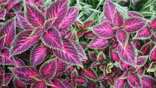 Pink and Green Coleus Leaves. Coleus Blumei is a perennial shrub originally from the tropics and sub-tropics. commonly grow to resemble small shrubs with thick woody stems.