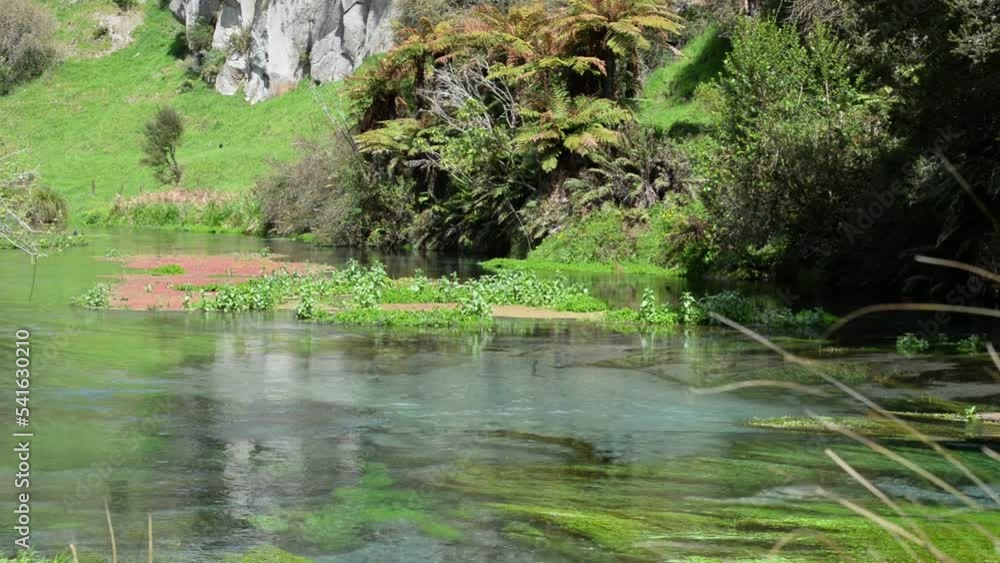 Algae and water lilies growing inside the clear waters of Putaruru blue spring. Algae and water lilies growing inside the clear waters of Putaruru blue spring.