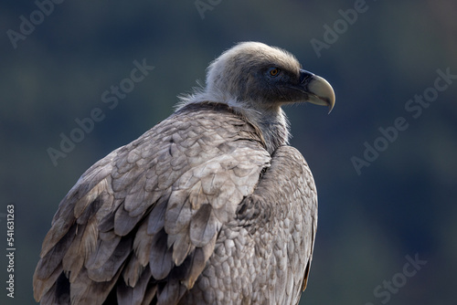 Portrait of a griffon vulture on the edge of a cliff in Drôme provençale