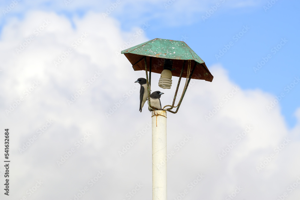 birds on the street lamp against blue sky