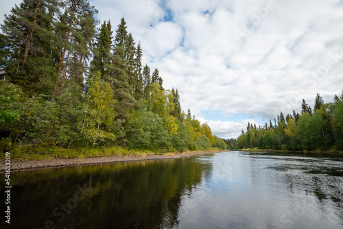 Forest by the river