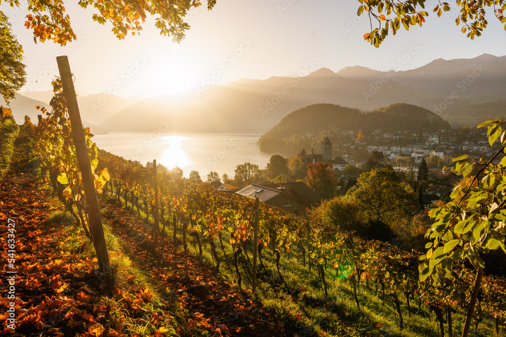 sunrise at the castle of Spiez on a beautiful autumn morning with yellows leaves of a vineyard