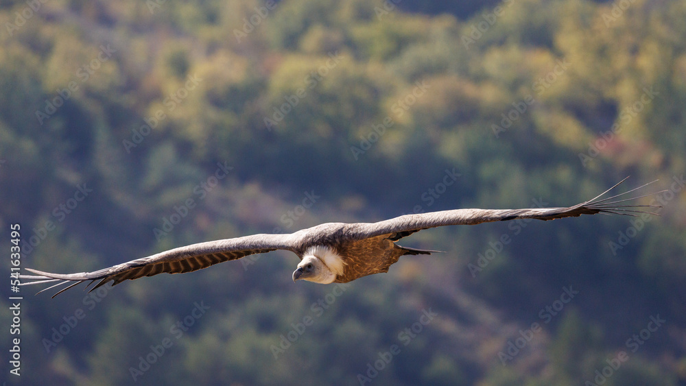 Griffon vulture in flight in the mountains of the Drôme, France Griffon vulture in flight in the mountains of the Drôme, France